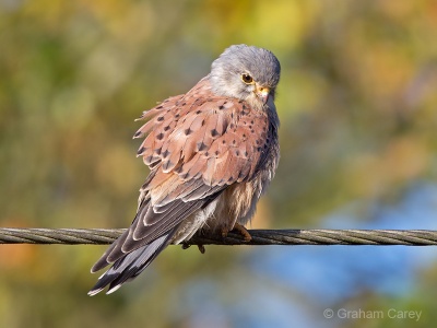 Kestrel (Falco tinnunulus) Graham Carey